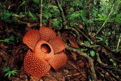 <i>Rafflesia</i>
