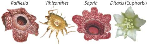 Verwandtschaft von <i>Rafflesia</i>