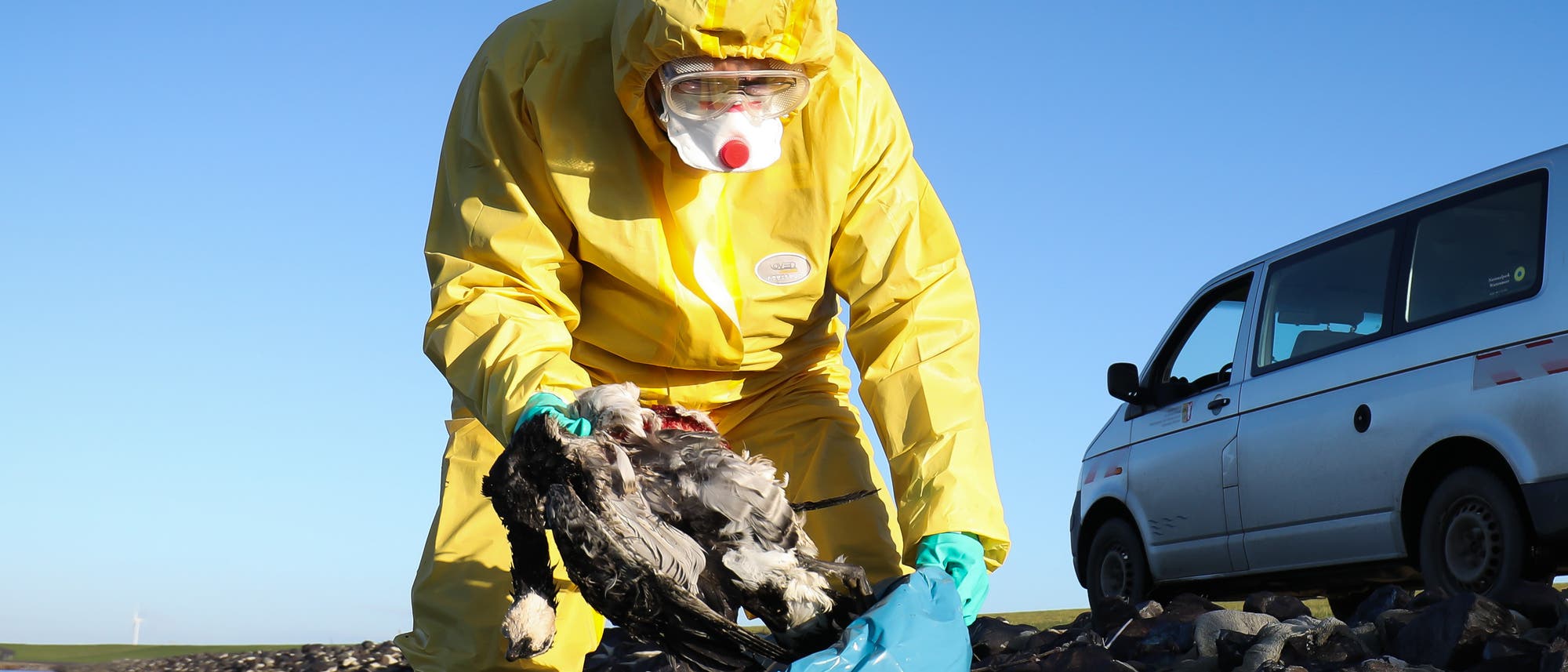 Ein Mann in Schutzkleidung hebt einen Vogelkadaver in einen Plastiksack. Ein Mann in Schutzkleidung hebt einen Vogelkadaver in einen Plastiksack.