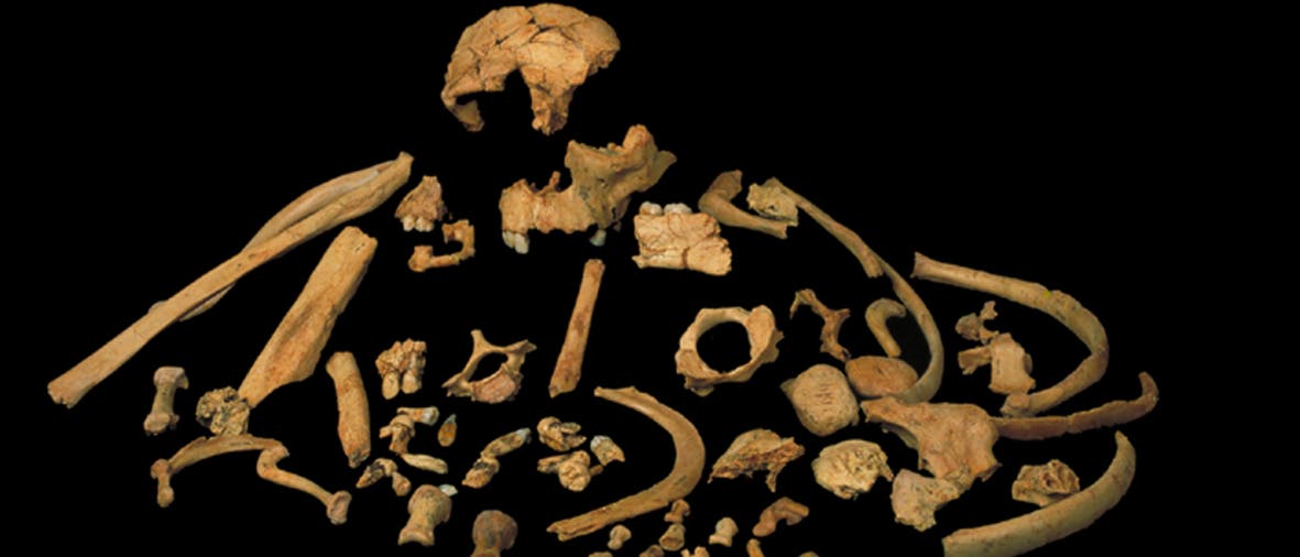 Überreste von Homo antecessor Überreste von Homo antecessor