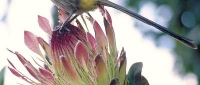 Kaphonigfresser auf einer Protea-Pflanze in Südafrika