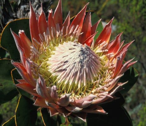 Königs-Protea – inzwischen eine beliebte Zierpflanze