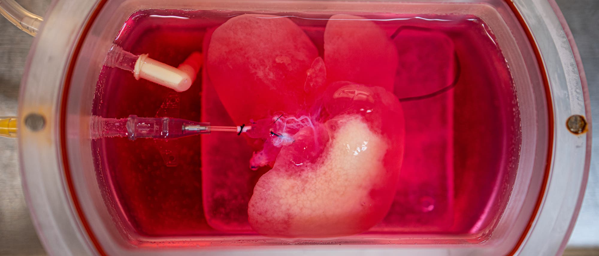 Künstliche Mini-Leber aus menschlichen Zellen in einem Bioreaktor Künstliche Mini-Leber aus menschlichen Zellen in einem Bioreaktor