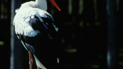 Klassischer Zugvogel: der Weißstorch