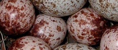 Untergeschoben: Nest mit fremden Eiern Untergeschoben: Nest mit fremden Eiern