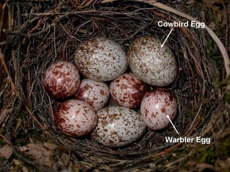 Untergeschoben: Nest mit fremden Eiern
