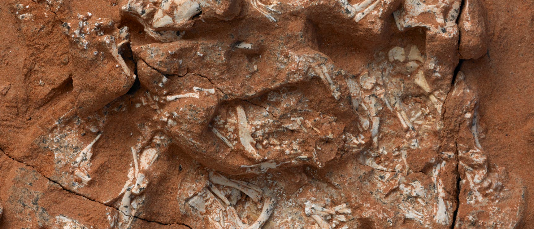 Protoceratops-Embryonen Protoceratops-Embryonen