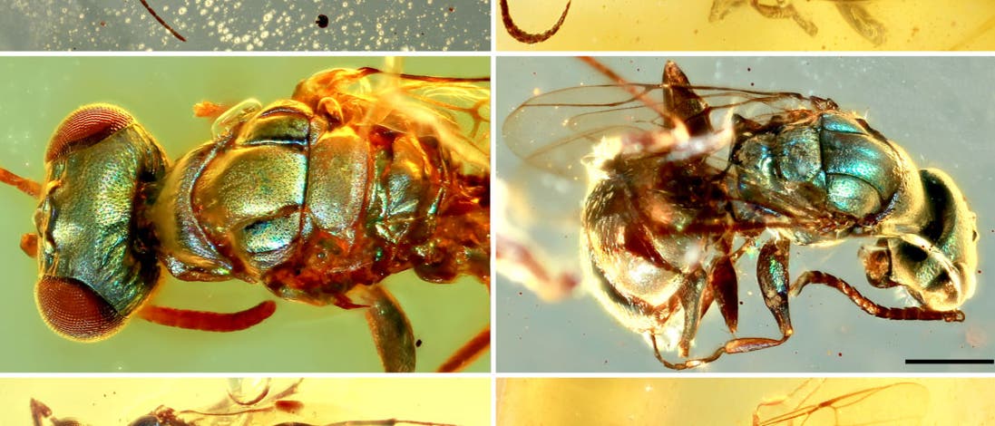 Eine Auswahl der schillernden Insekten Eine Auswahl der schillernden Insekten