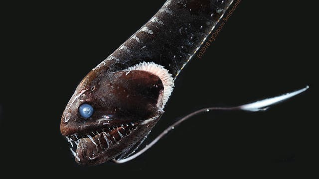 Ein Tiefsee-Drachenfisch mit extrem schwarzer Haut
