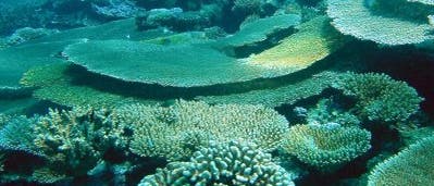 Gesundes Riff bei den Marshall-Inseln