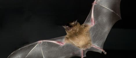 Fledermaus im Flug Fledermaus im Flug