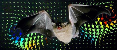 Fledermaus und ihre Wirbel Fledermaus und ihre Wirbel