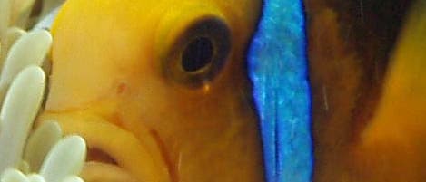 Clownfisch Clownfisch