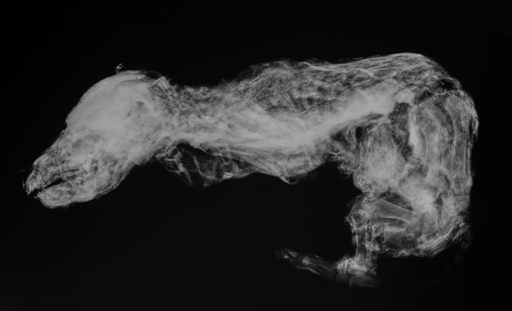 Röntgenbild einer Wolfsmumie