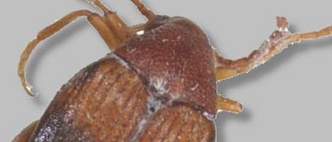 Sieht harmlos aus: Callosobruchus phaseoli Sieht harmlos aus: Callosobruchus phaseoli