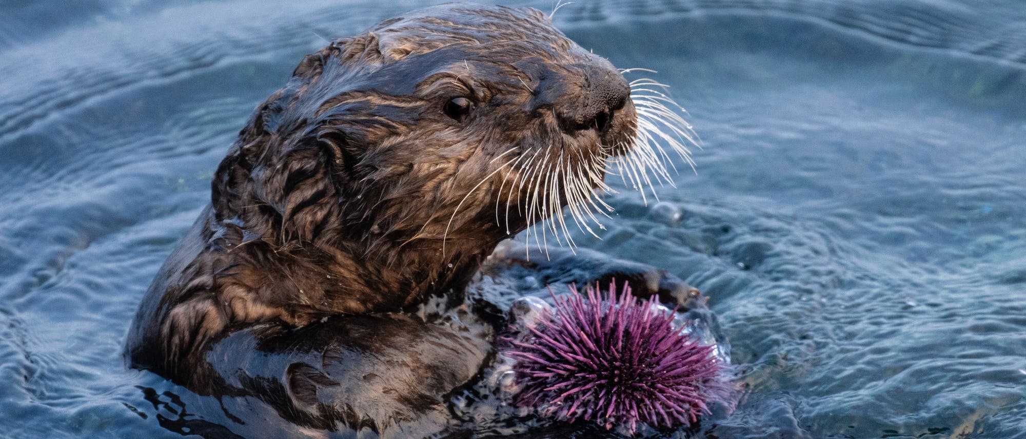 Ein Seeotter erbeutet einen Seeigel in Monterey Bay, Kalifornien. Ein Seeotter erbeutet einen Seeigel in Monterey Bay, Kalifornien.