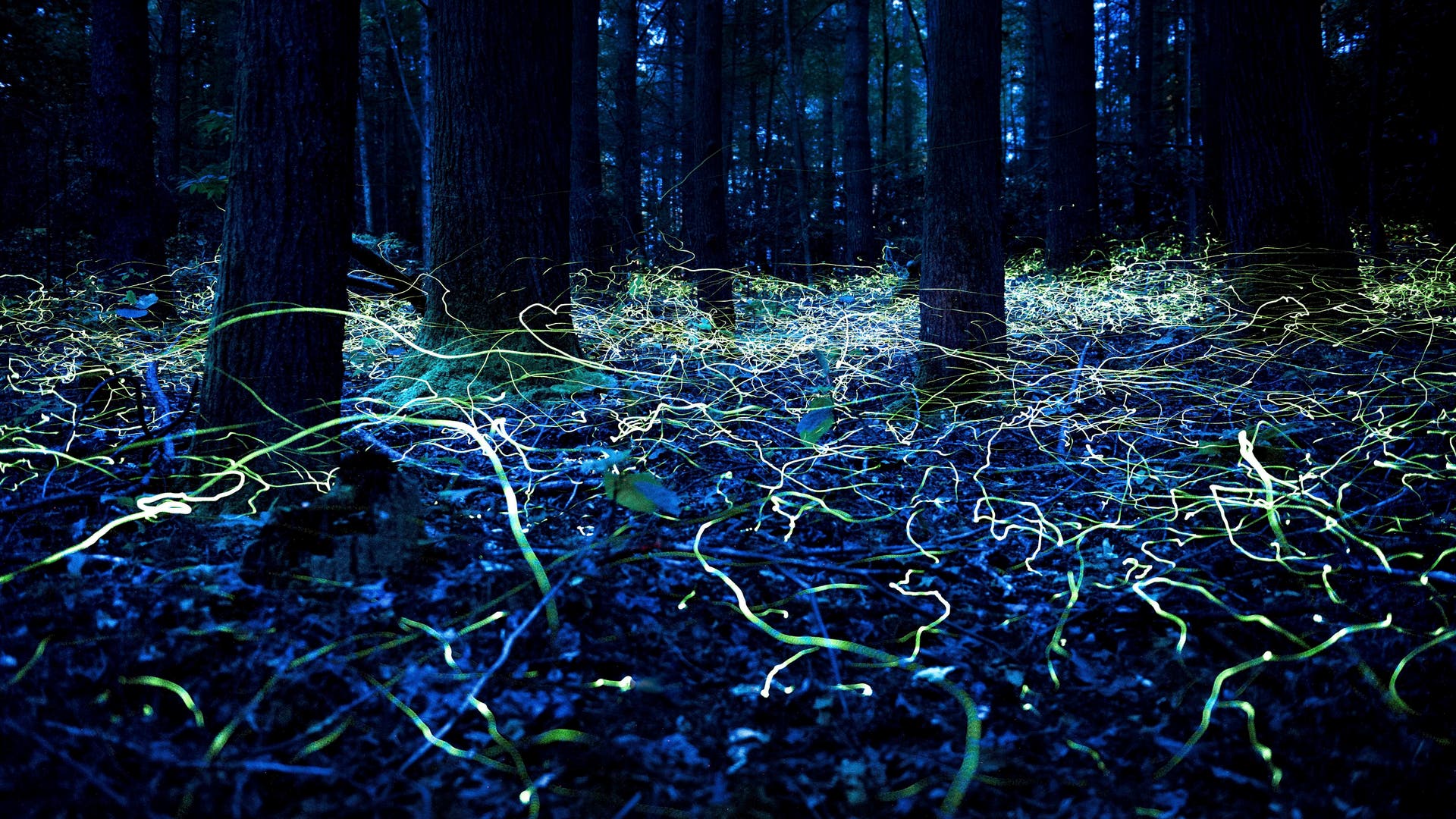 Leuchtkäfer der Art Phausis reticulata in einem Wald