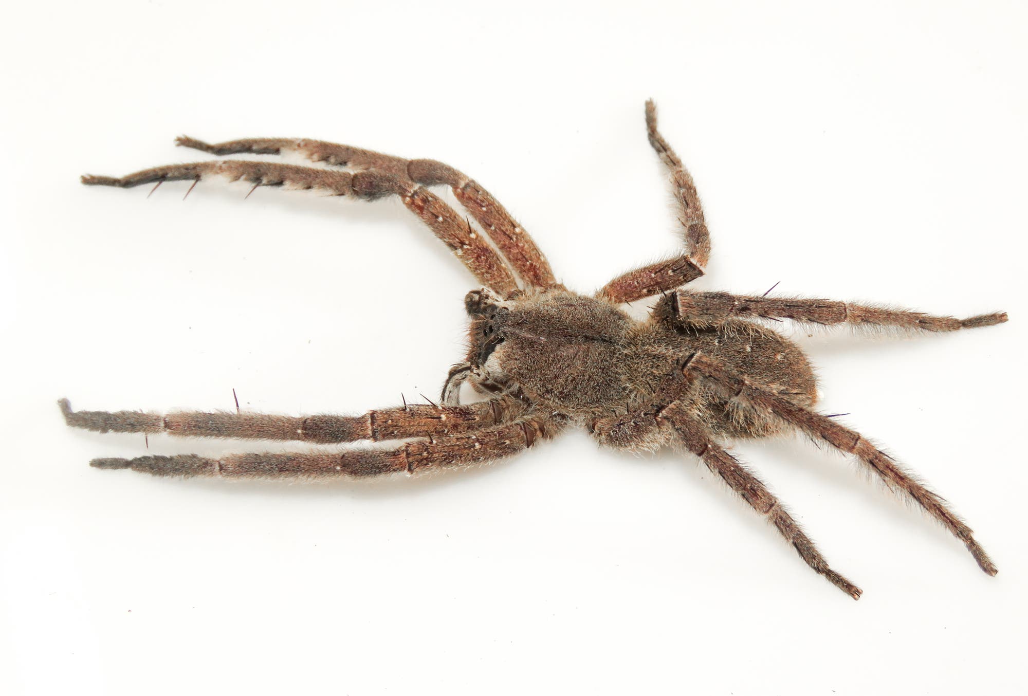 Bananenspinne Phoneutria boliviensis Bananenspinne Phoneutria boliviensis