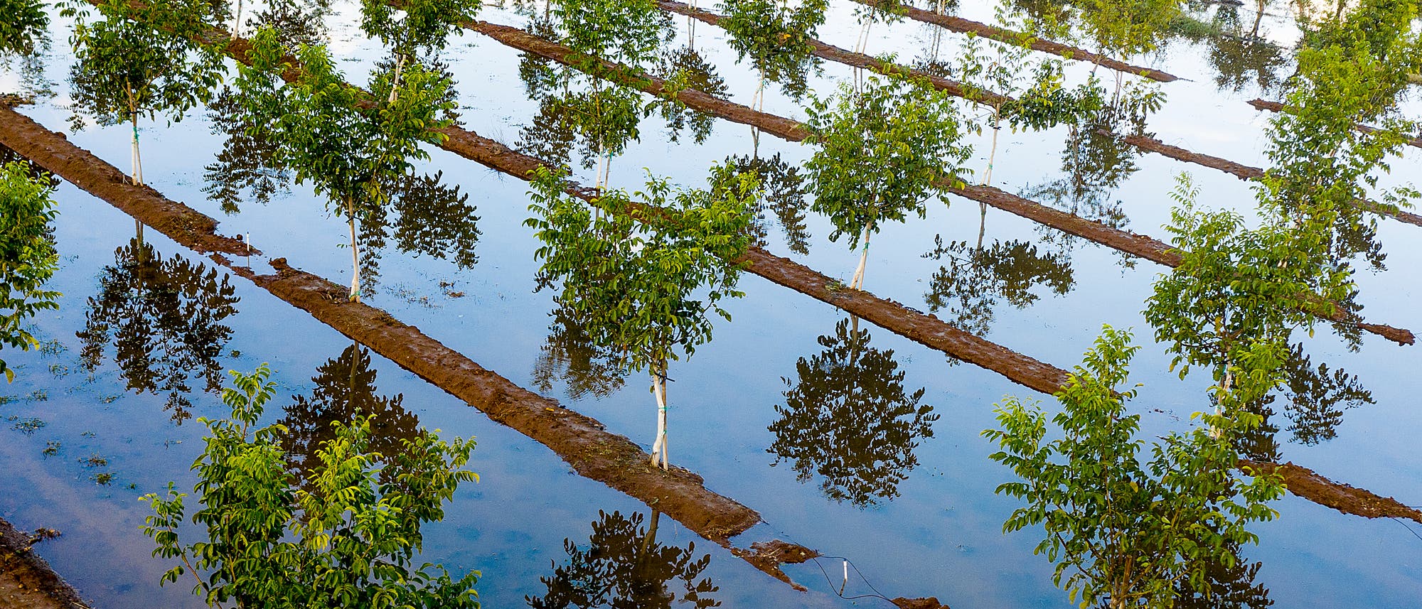 Kalifornische Landwirtschaft 2021: Erst die Dürre, dann der Wasserguss. Eine überschwemmte Baumplantage Kalifornische Landwirtschaft 2021: Erst die Dürre, dann der Wasserguss. Eine überschwemmte Baumplantage