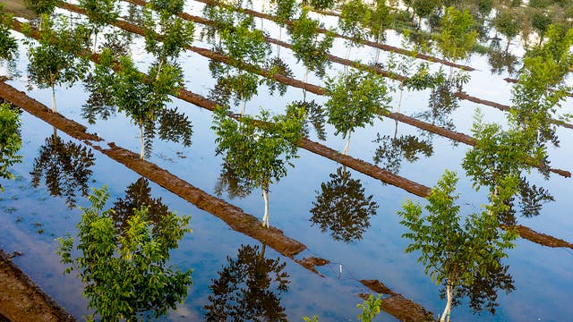 Kalifornische Landwirtschaft 2021: Erst die Dürre, dann der Wasserguss. Eine überschwemmte Baumplantage