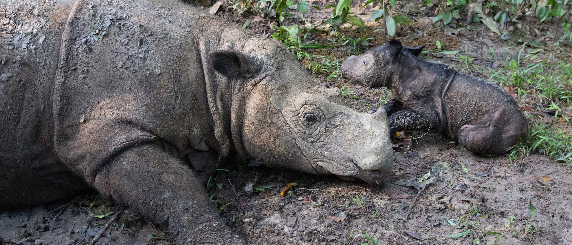 Sumatra-Nashorn: Mutter mit Kalb Sumatra-Nashorn: Mutter mit Kalb