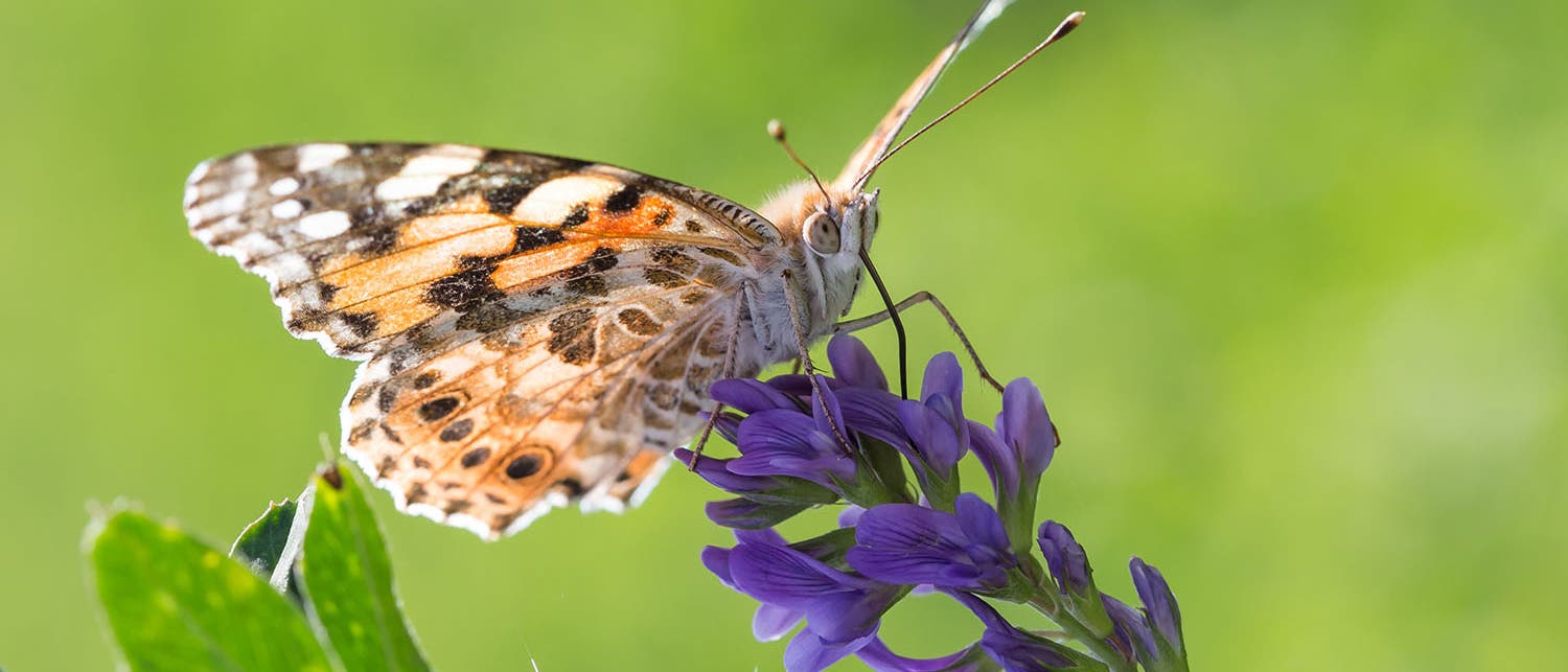 Distelfalter (Vanessa cardui) in Marokko Distelfalter (Vanessa cardui) in Marokko