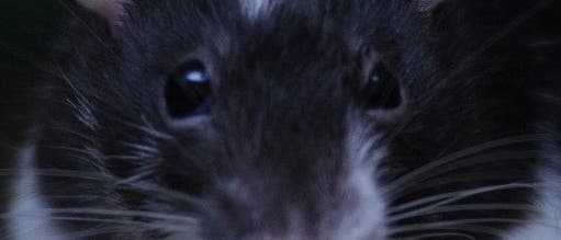 Ratte Ratte