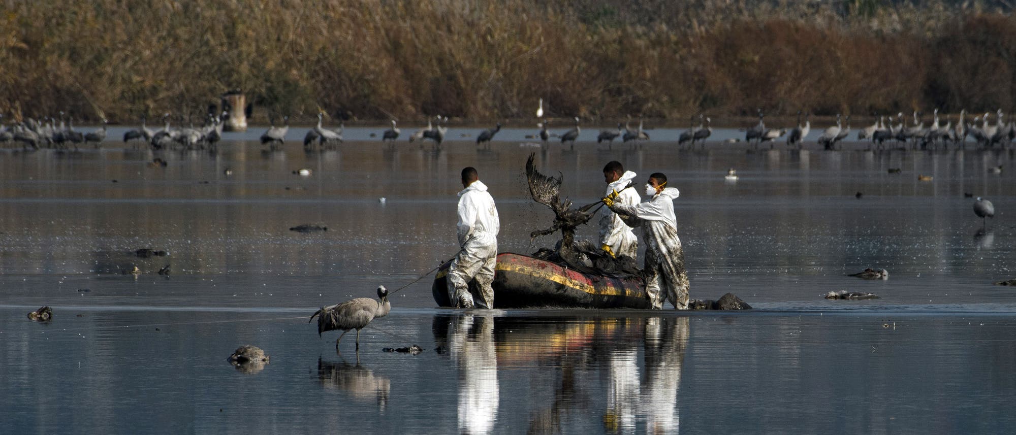 Ranger beim Einsammeln der Vogelkadaver im Hula-Tal Ranger beim Einsammeln der Vogelkadaver im Hula-Tal