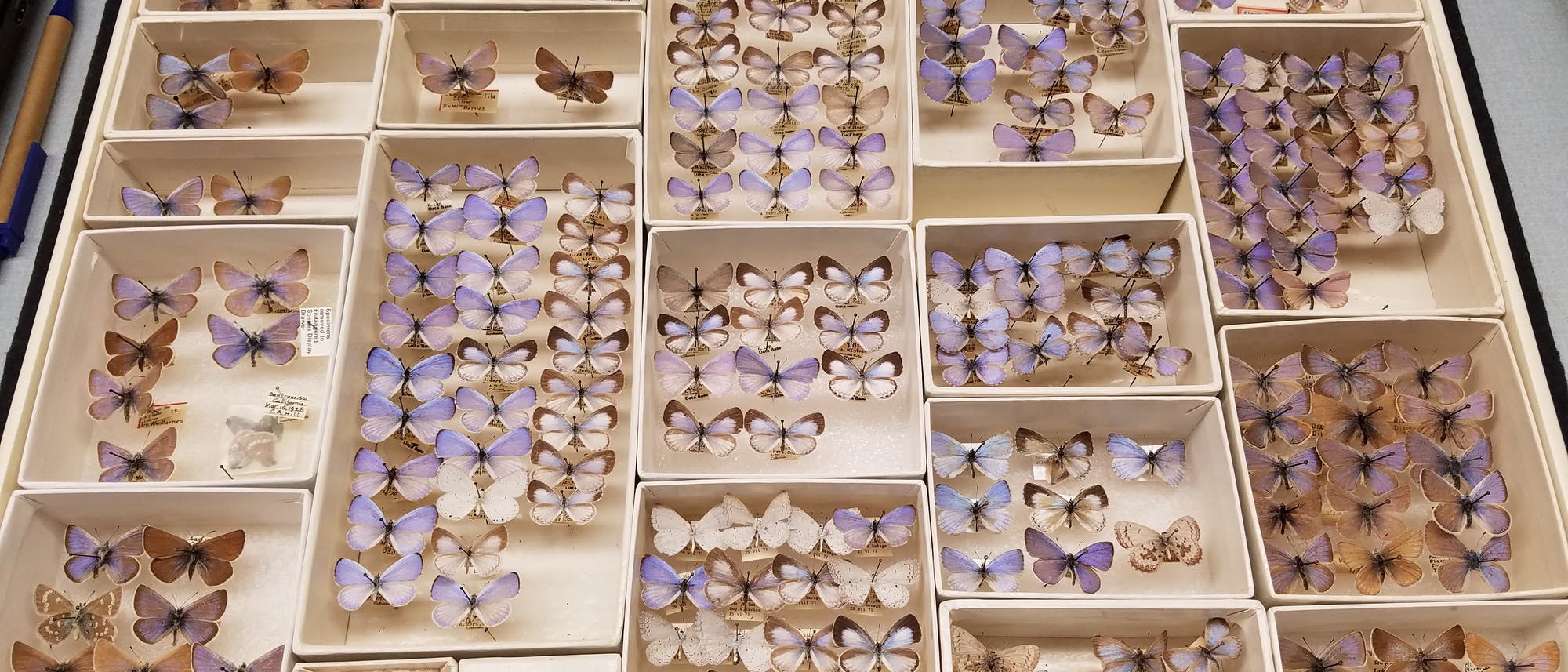 Museumssammlung des Xerces-Bläulings Museumssammlung des Xerces-Bläulings