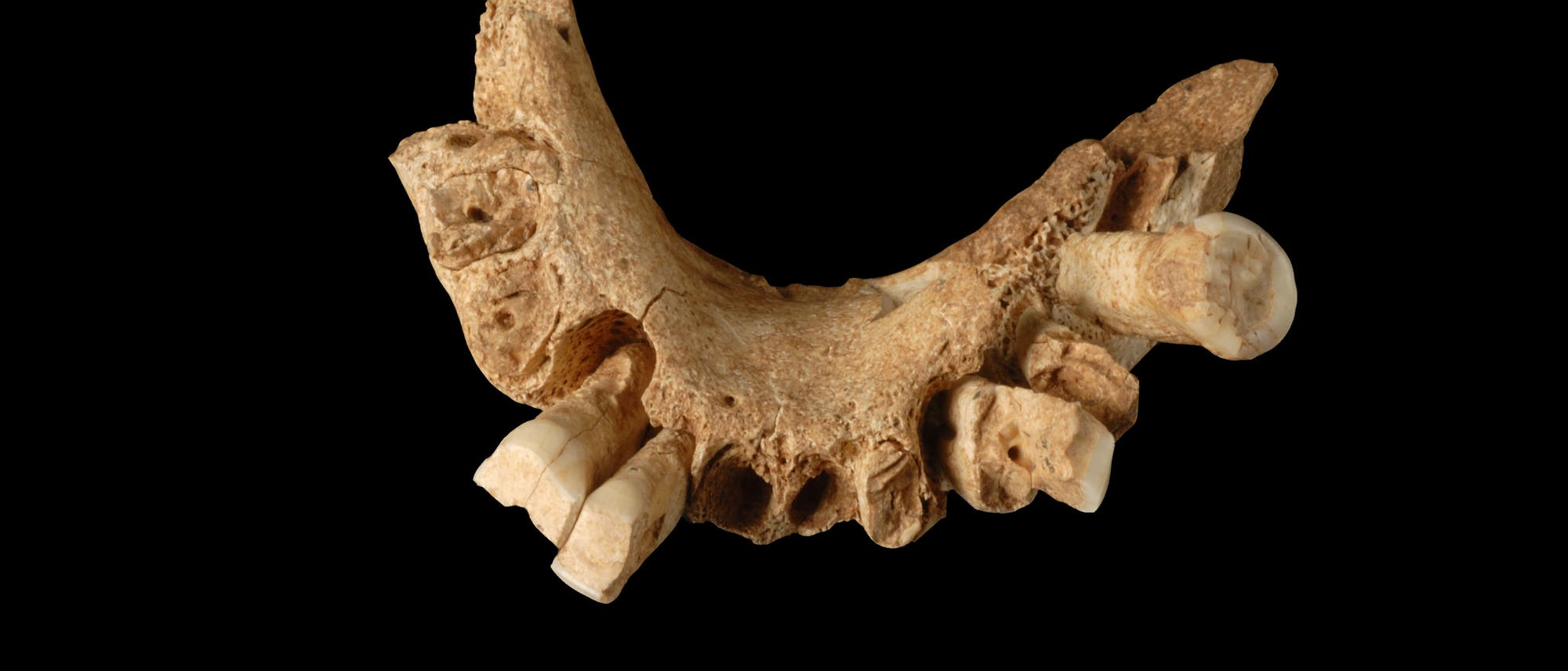 <i>Homo antecessor</i> <i>Homo antecessor</i>