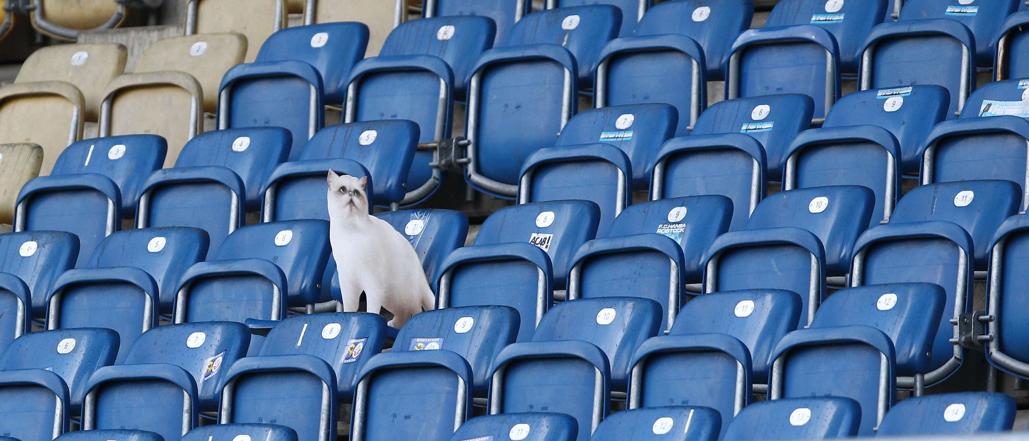 Höchstens ultrasüß: Pappaufsteller ersetzen keine Fans Höchstens ultrasüß: Pappaufsteller ersetzen keine Fans