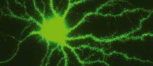 Neuron Neuron
