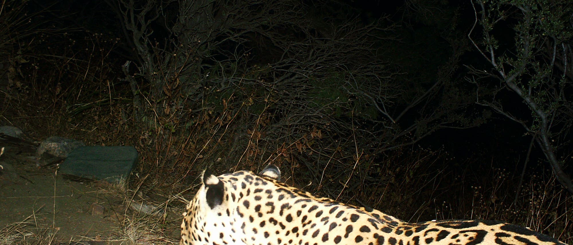 Dieser bislang unbekannte Jaguar ging in den Dos Cabezas Mountains in die Fotofalle Dieser bislang unbekannte Jaguar ging in den Dos Cabezas Mountains in die Fotofalle