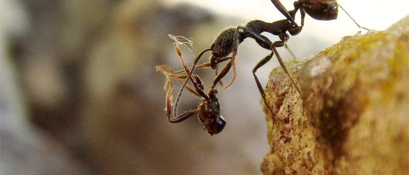 Aphaenogaster senilis Aphaenogaster senilis