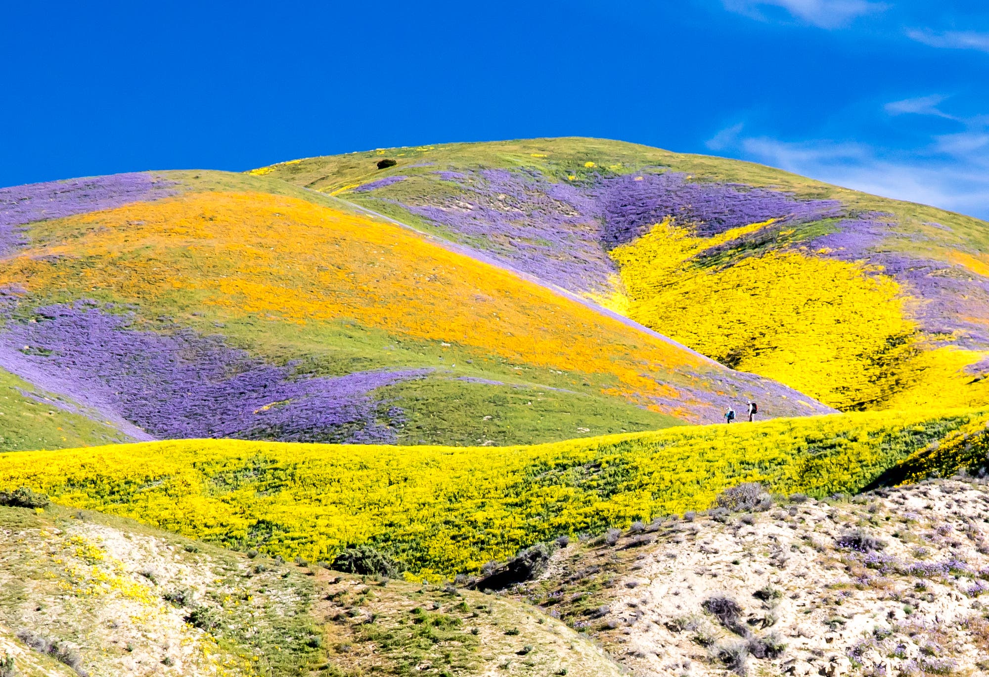 Blütenmeer im Carrizo Plain National Monument Blütenmeer im Carrizo Plain National Monument