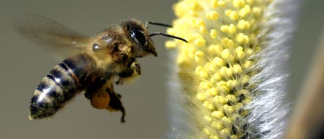<i>Apis mellifera</i> <i>Apis mellifera</i>