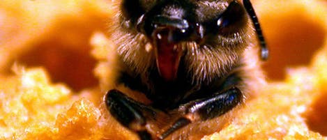 <i>Apis mellifera</i> <i>Apis mellifera</i>