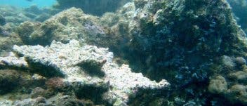 Abgestorbene Korallenstöcke