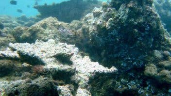 Abgestorbene Korallenstöcke
