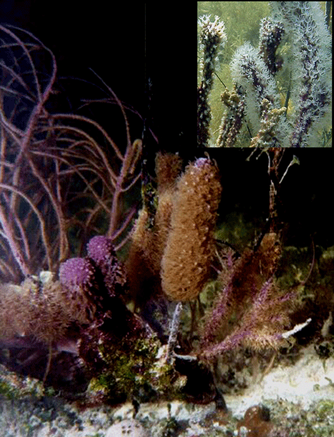 Achtstrahlige Koralle
