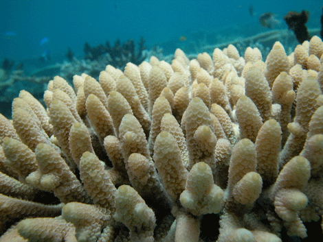 Korallen des Großen Barriereriffs
