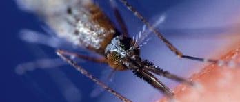 <i>Anopheles gambiae</i> <i>Anopheles gambiae</i>
