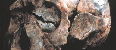 Homo erectus Homo erectus