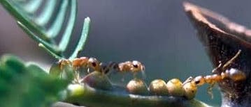 Pseudomyrmex Pseudomyrmex