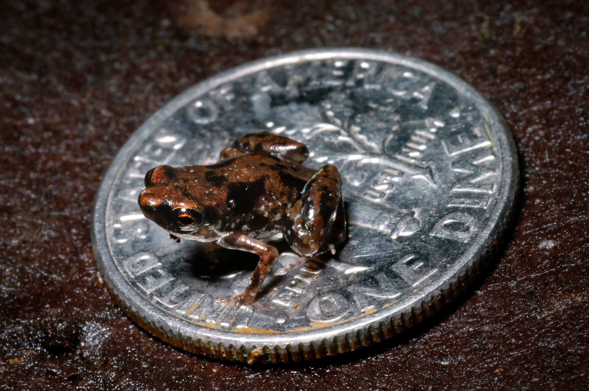Der kleinste Frosch der Welt