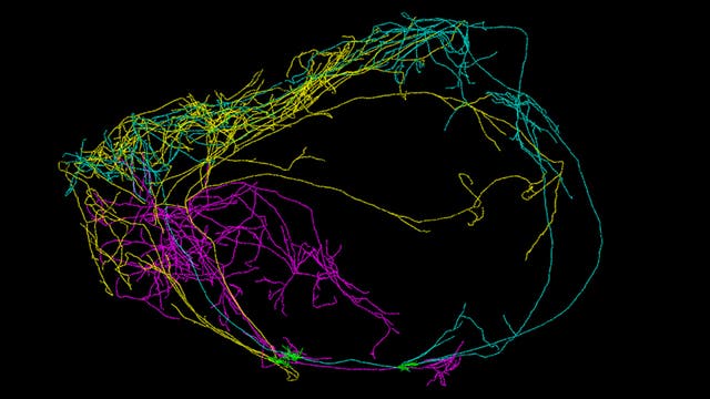 Claustrum-Neuronen im Mäusehirn