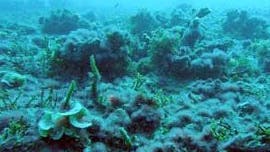 Von Algenschleim überzogenes, totes Korallenriff