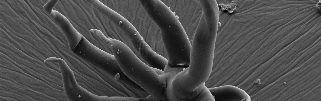 Milliardenalte Mikroorganismen in 3-D erhalten