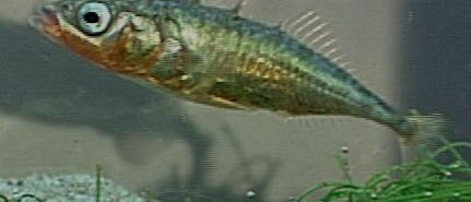 <i>Gasterosteus aculeatus</i> <i>Gasterosteus aculeatus</i>