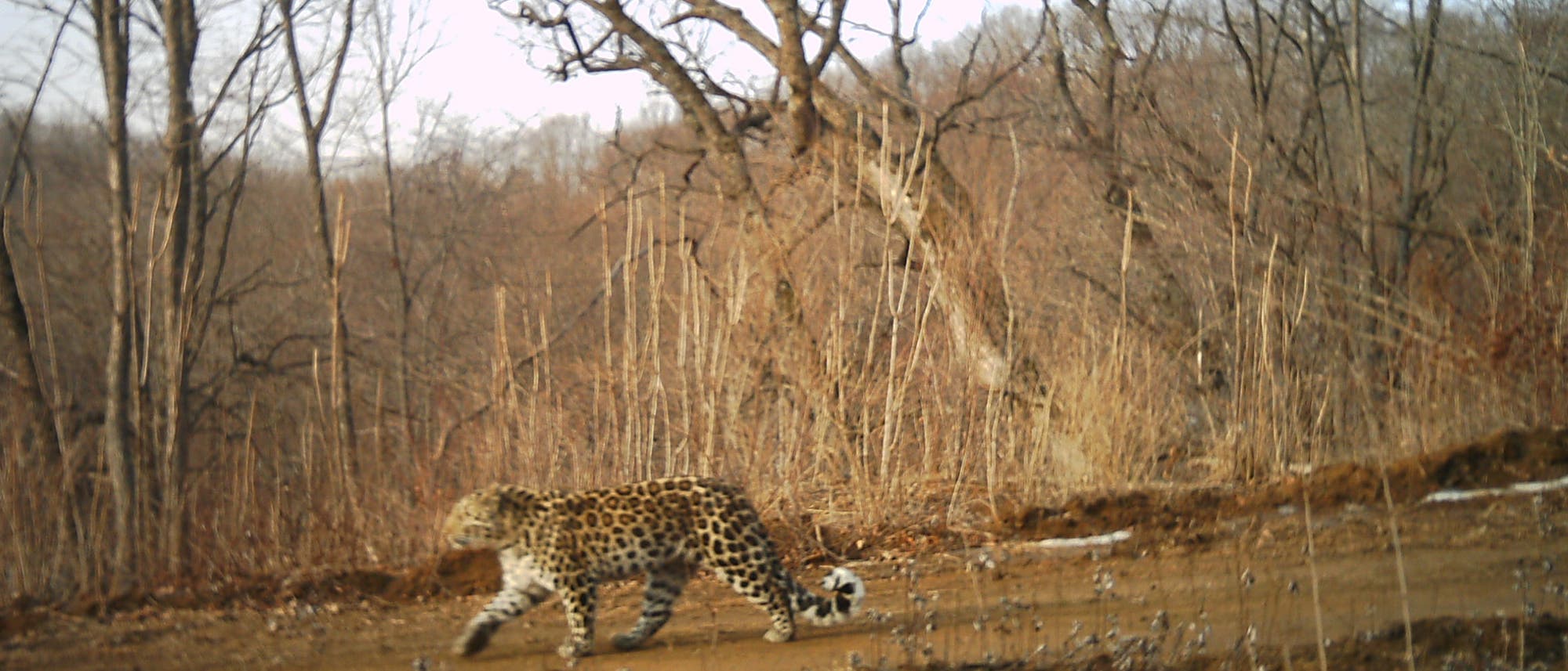 Amurleopard Amurleopard